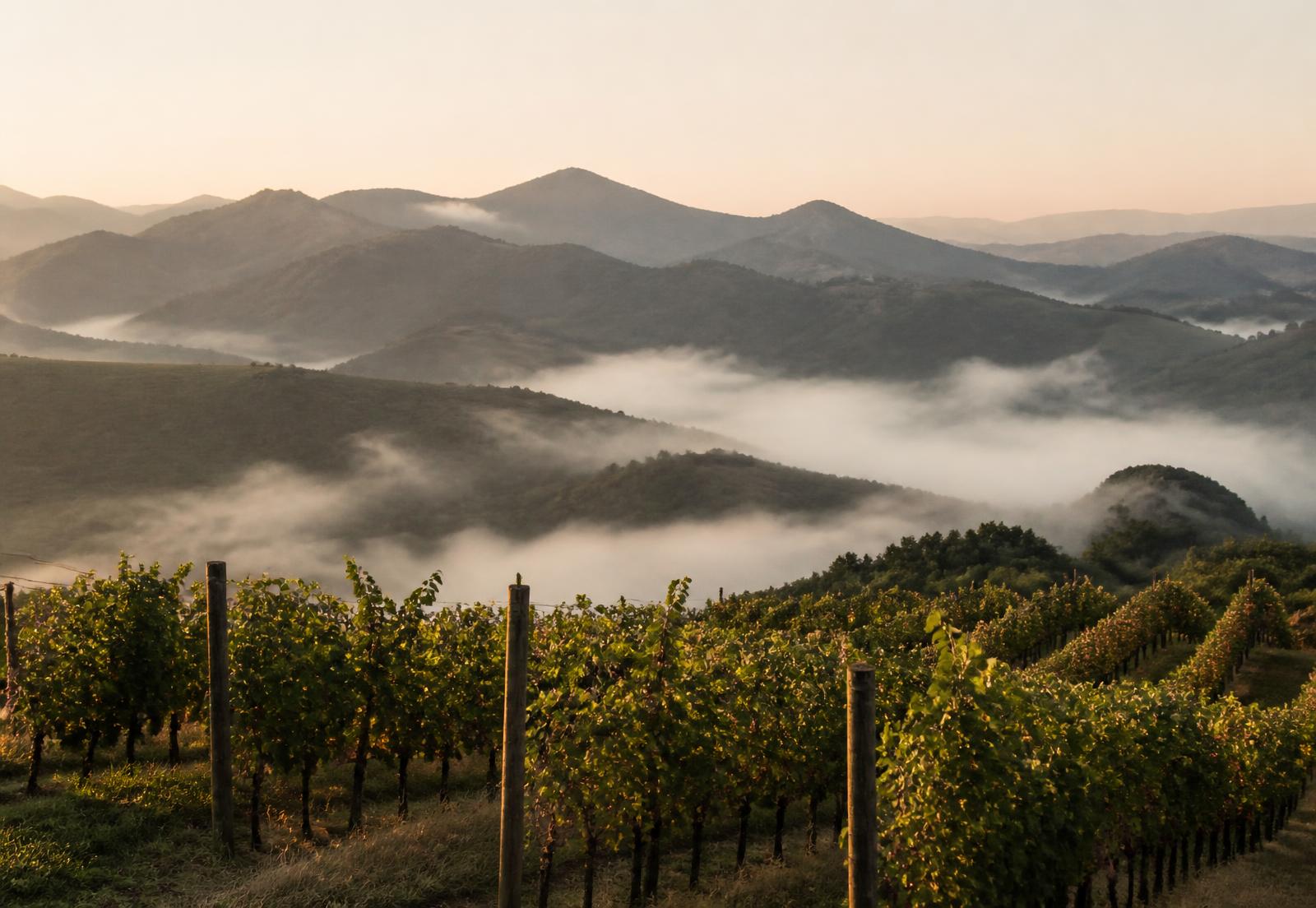 Vinhedo de altitude entre montanhas ao amanhecer